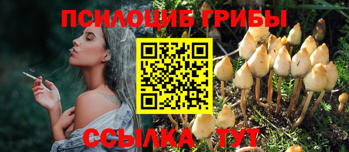 Галлюциногенные грибы Psilocybe Елизово